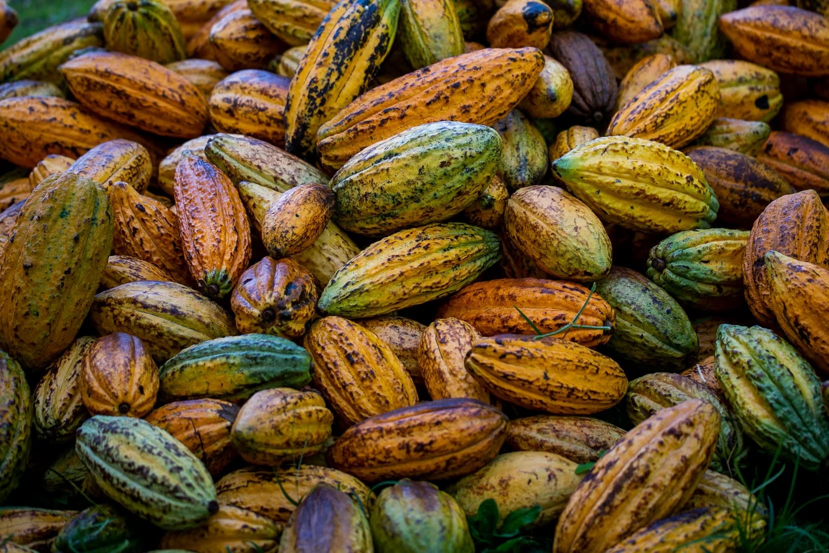 HomePage.hero.cacaoPods